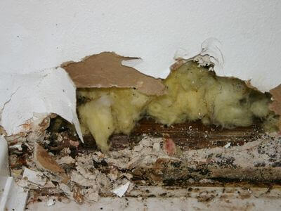 About Black Mold Removal Fultondale - black mold removal experts in Fultondale